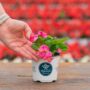 Begonia – Bada Bing Rose – 4″ Pot